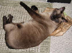 JoAnn Kelly Catsos Basketry Workshop 2008